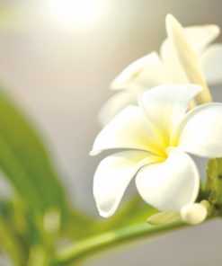花香調